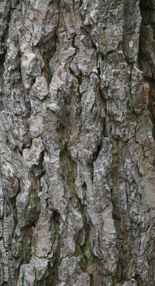 Beautiful close-up of the bark of prosopis juliflora Beautiful close-up of the bark of prosopis juliflora