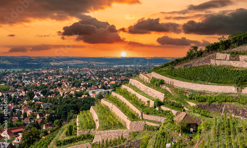 View of the vineyards in Saxony near dresden at sunset photo