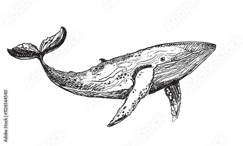 Hand drawn doodle  whale in vector. Sketch art with sea animal. 100% vector hand drawm image.
