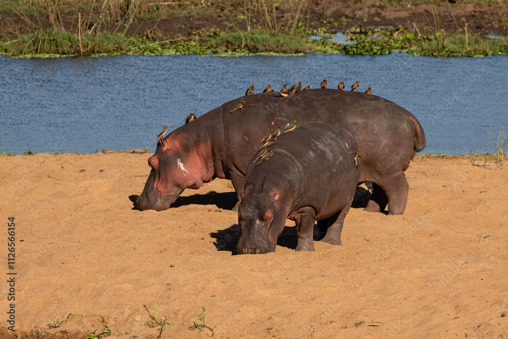 Two hippopotamuses with lots of oxpecker birds on their backs standing on a riverbank Two hippopotamuses with lots of oxpecker birds on their backs standing on a riverbank