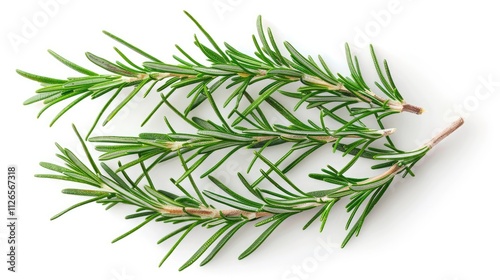 A delicate rosemary sprig, isolated on a white background