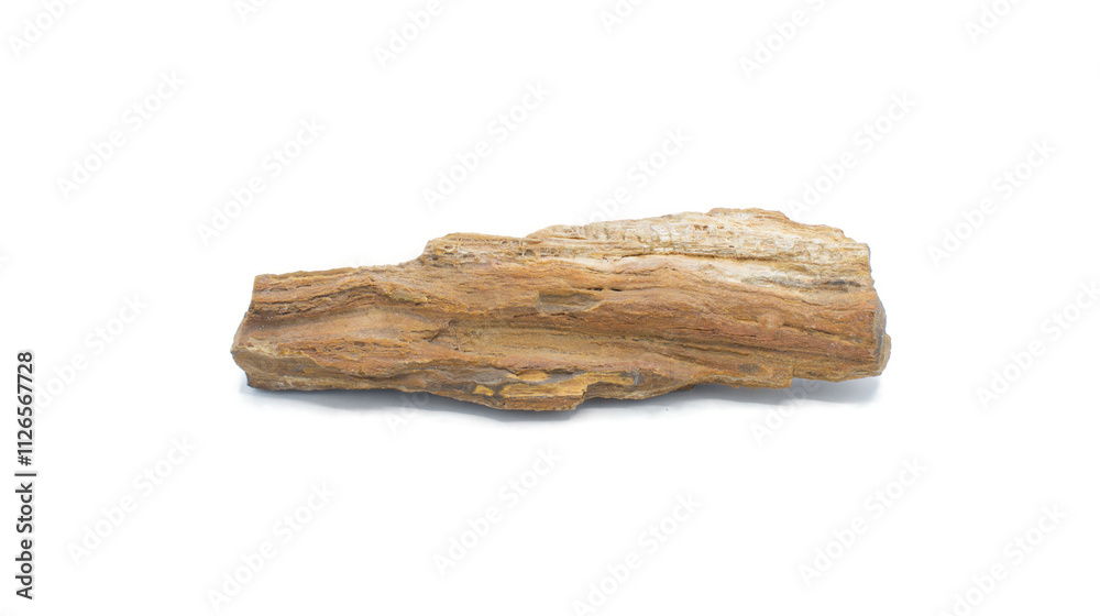 petrified or fossilized wood remains of terrestrial vegetation. Petrifaction is the result of a tree or tree like plants having been replaced by stone via a mineralization process. Isolated on white petrified or fossilized wood remains of terrestrial vegetation. Petrifaction is the result of a tree or tree like plants having been replaced by stone via a mineralization process. Isolated on white