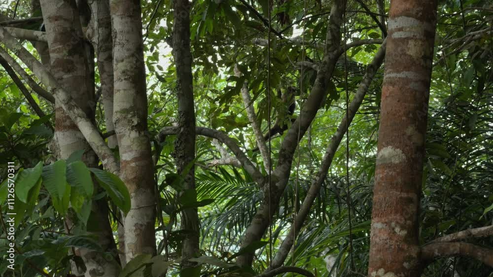 Common Woolly Monkey eating on a tree branch in the Amazon Rainforest near San José del Guaviare, Colombia Common Woolly Monkey eating on a tree branch in the Amazon Rainforest near San José del Guaviare, Colombia