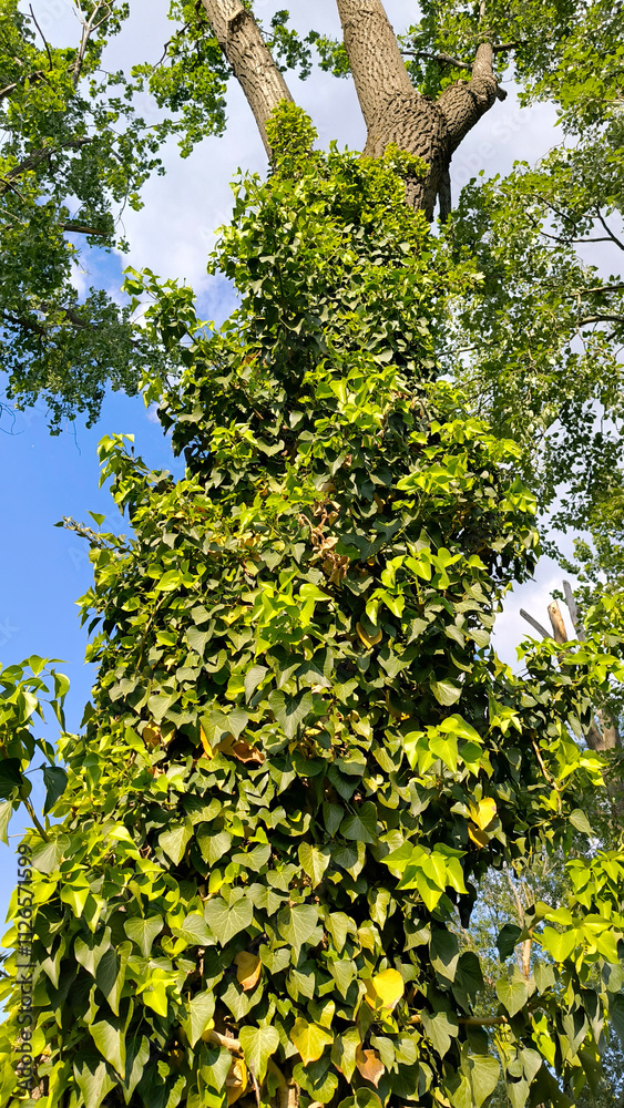 Fototapeta premium green ivy plant growing on the tree trunk 