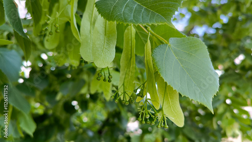 branches of linden tree with spring green leaves close up