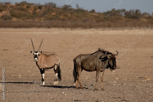 Oryx and Wildebeest in Arid Landscape photo