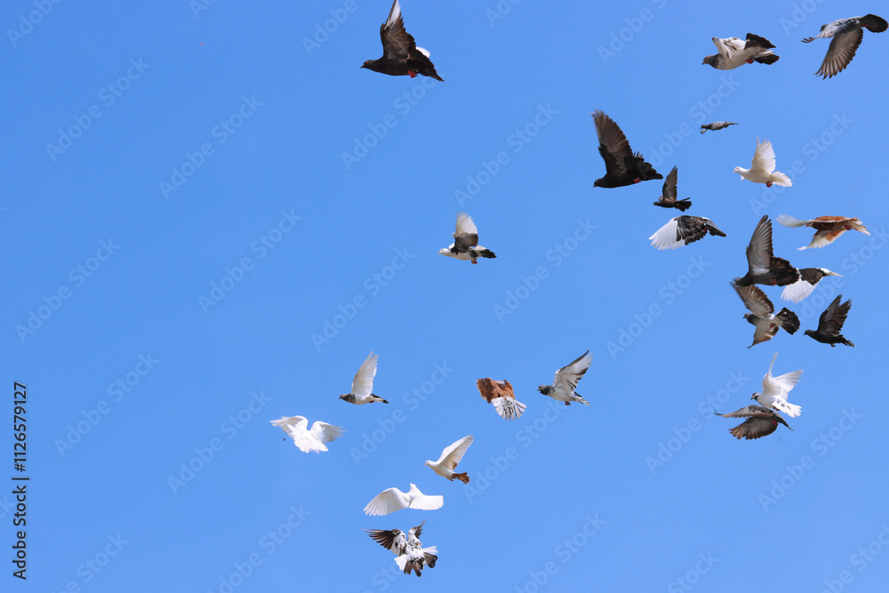 Fototapeta premium Flying pigeon in blue sky