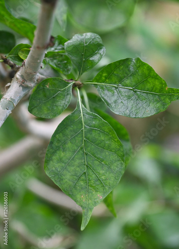 Beautiful close-up of the leaves of gardenia thunbergia photo