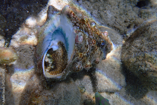 old sea shell in the sand photo