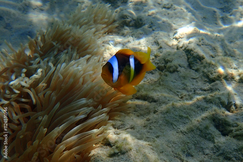 cmall clown fish in the Red sea photo