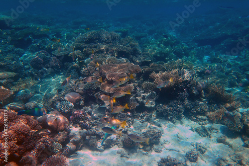 Lutjanus fulviflamma fish from Red Sea photo