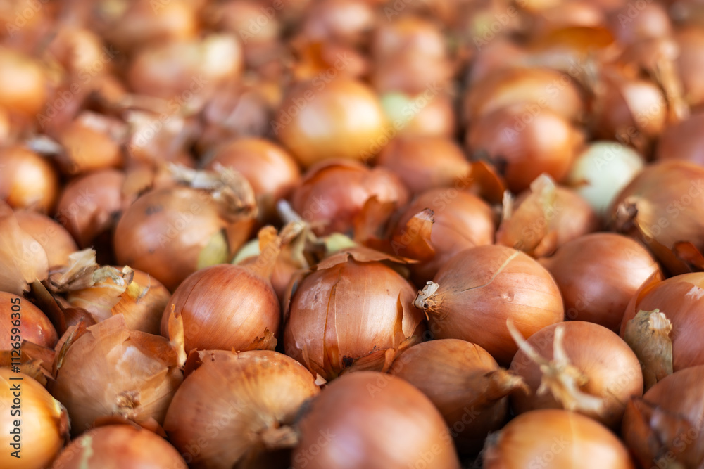 Onion just picked from the field. Fresh onions. Onions for background. Ripe onion Onion just picked from the field. Fresh onions. Onions for background. Ripe onion