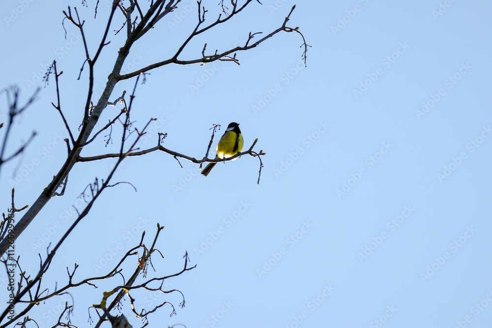 A Small Bird Enjoying the Morning Light A Small Bird Enjoying the Morning Light