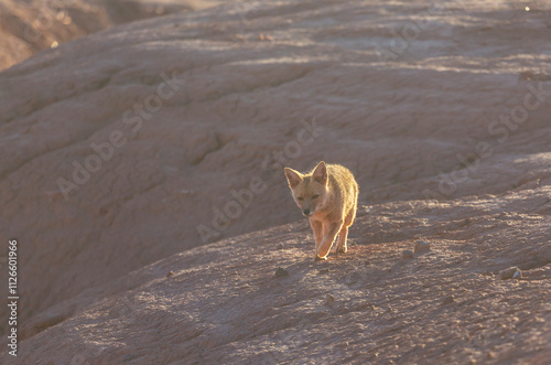 Fox in Patagonia photo