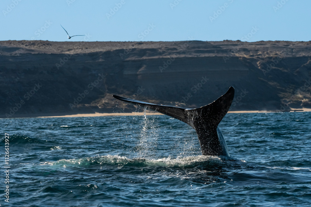 Fototapeta premium Sohutern right whale tail lobtailing, endangered species, Patagonia,Argentina