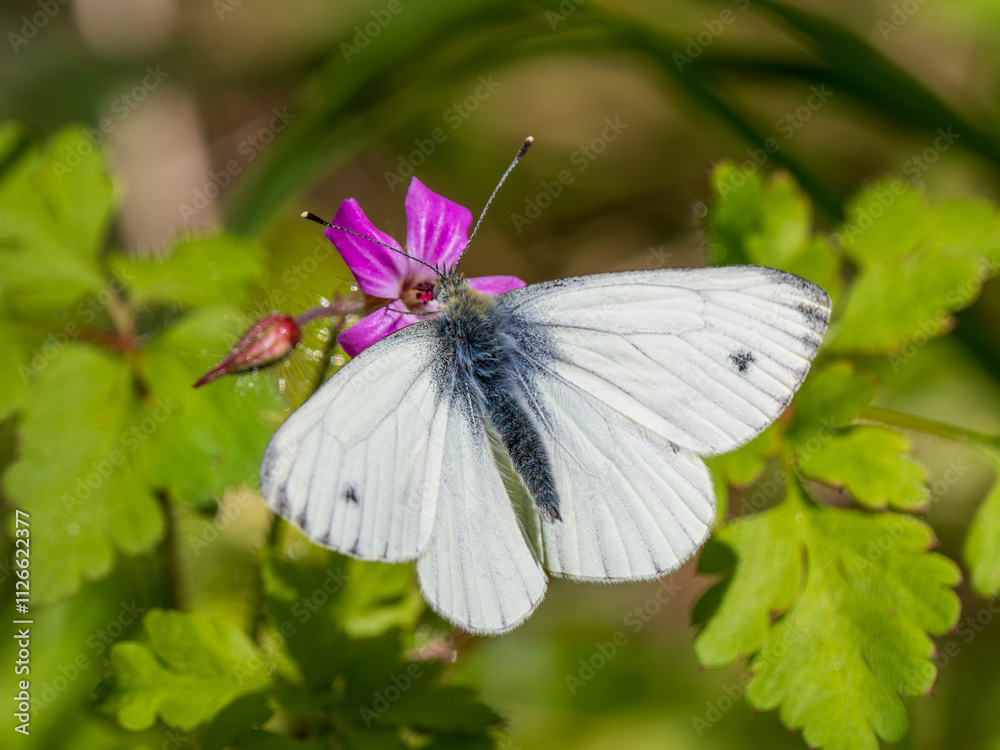 Green-veined White Butterfly Feeding on a Flower