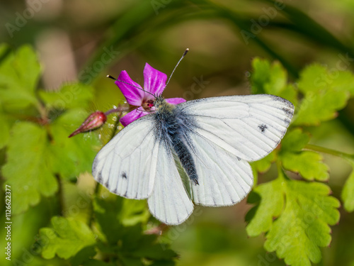 Obraz na płótnie Green-veined White Butterfly Feeding on a Flower w salonie
