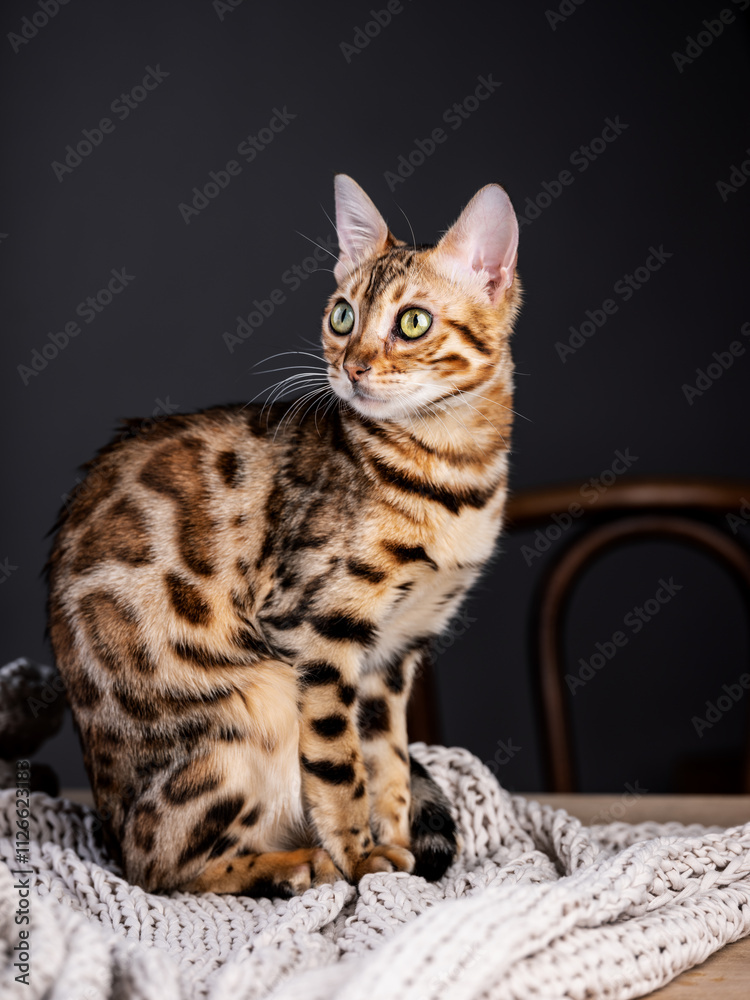 A stunning Bengal cat captured in a close-up indoor portrait. Studio photography highlights its striking fur patterns and piercing gaze. A stunning Bengal cat captured in a close-up indoor portrait. Studio photography highlights its striking fur patterns and piercing gaze.