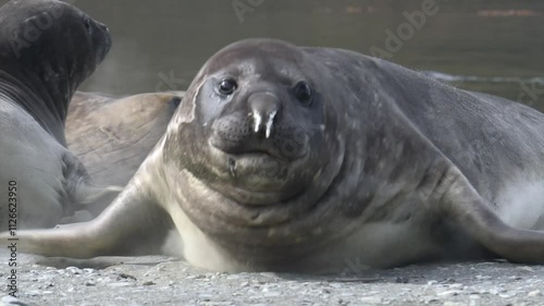 Female Elephant Seal in South Georgia, Antarctica, close up shot