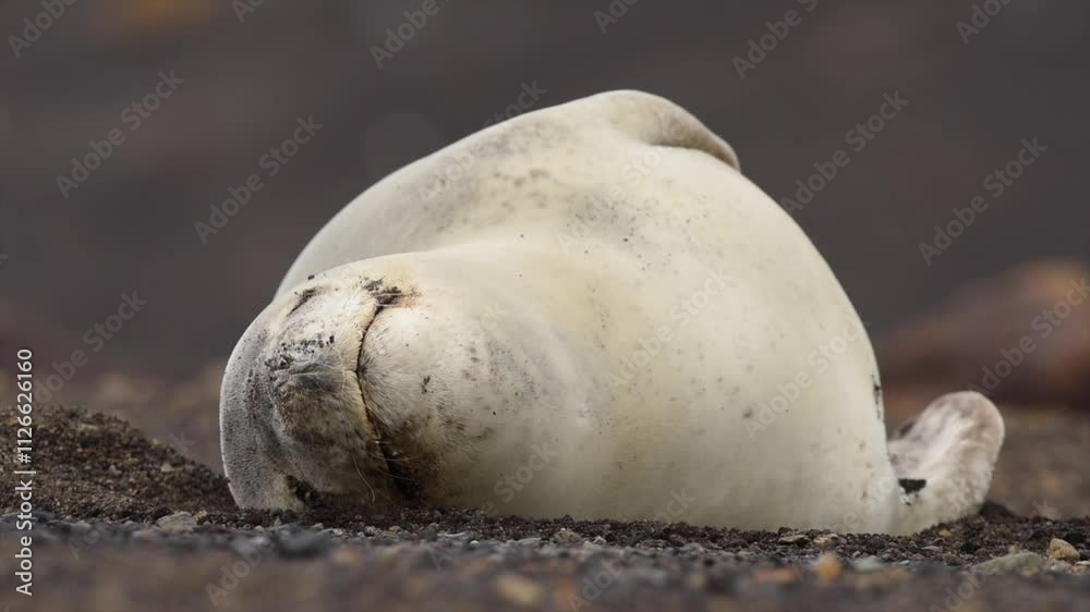 Harp Seal scratching and relaxing, in late afternoon light at the Arctic circle Harp Seal scratching and relaxing, in late afternoon light at the Arctic circle