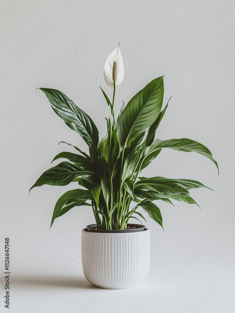 Modern green houseplant indoor decor isolated on transparent background Modern green houseplant indoor decor isolated on transparent background