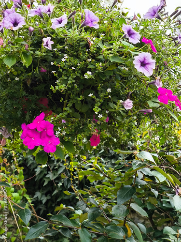 Obraz na płótnie Chalice well garden w salonie