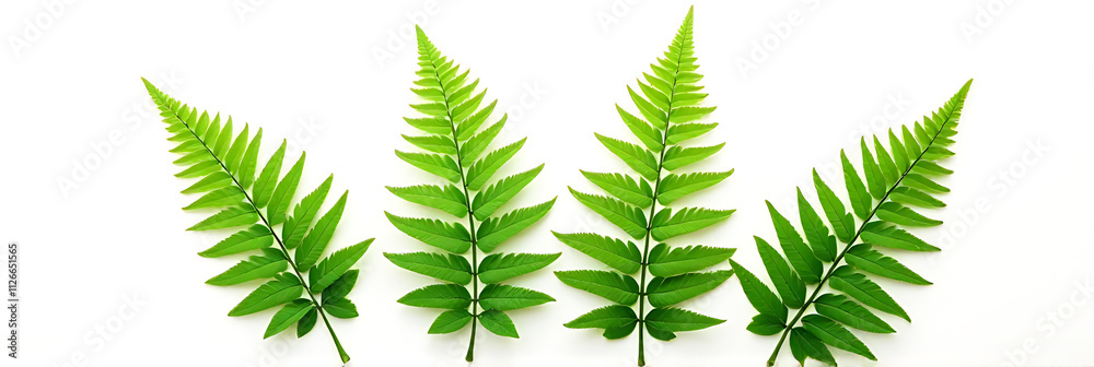 Beautifully shaped fern leaves stand out against a simple white background showcasing their vibrant and exotic colors._00002_ Beautifully shaped fern leaves stand out against a simple white background showcasing their vibrant and exotic colors._00002_