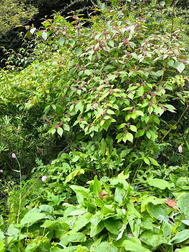 Chalice well garden