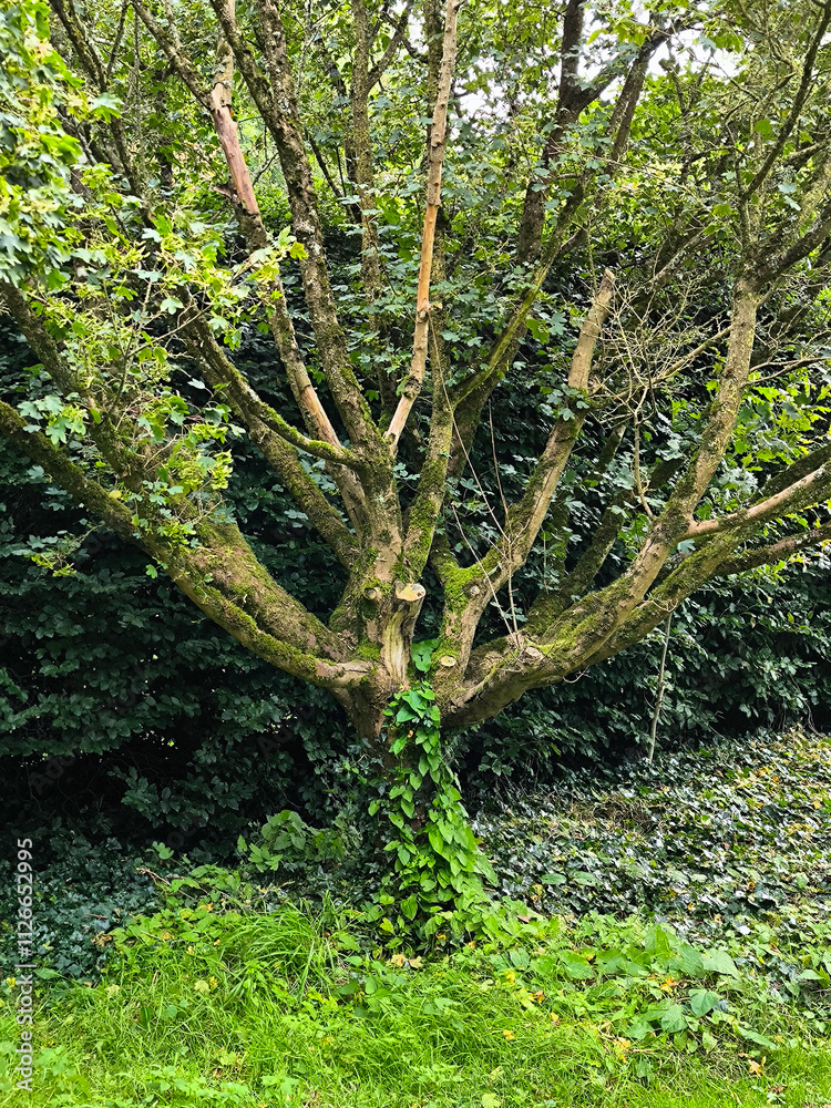 Chalice well garden