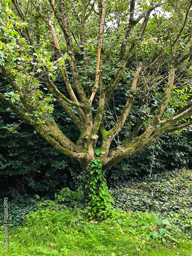 Obraz na płótnie Chalice well garden w salonie