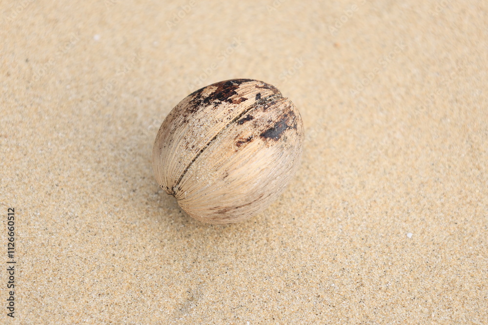 砂浜に打ち上げられて漂着したミフクラギの実