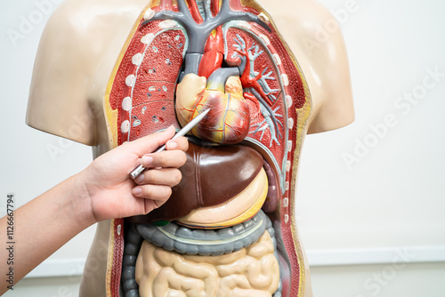 Student teenage learning anatomy biology with human body model in classroom at high school.