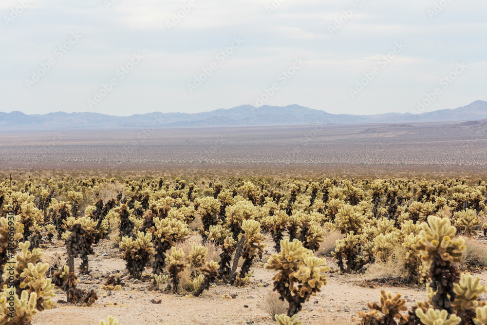 Exploring the Prickly Beauty of Cholla Cacti in Joshua Tree National Park Exploring the Prickly Beauty of Cholla Cacti in Joshua Tree National Park