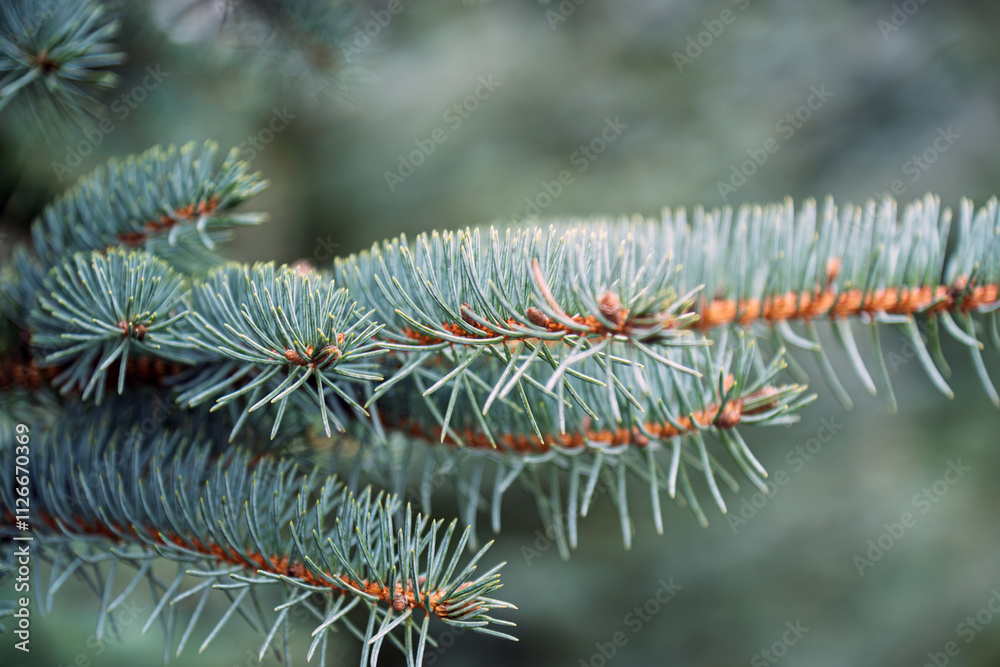 Green twigs of fir tree. Green twigs of fir tree.