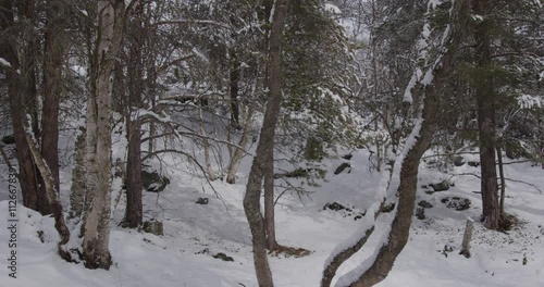 Winter in Norway. Beautiful winter forest. Falling snow.