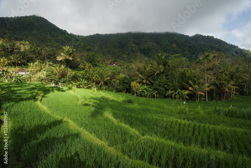indonesische Reisfelder