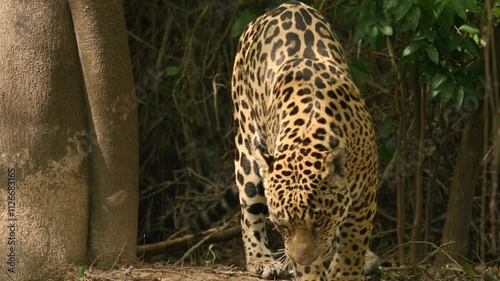 Jaguar walking down from a tree cover to a river stream in the Pantanal