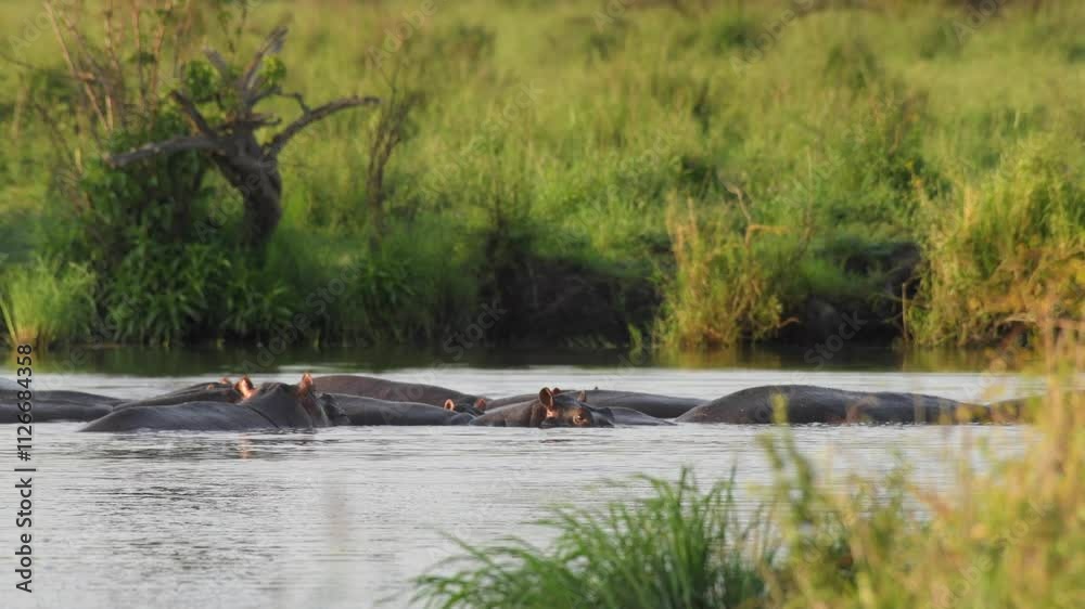Hippopotamuses, also known as hippos floating in Tanzania water source Hippopotamuses, also known as hippos floating in Tanzania water source
