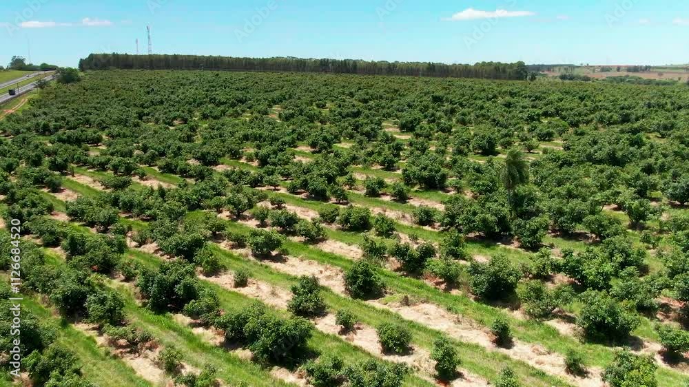 Beautiful Green Fruit Farm Planted with Orange Trees, Aerial Brazil Daytime. Beautiful Green Fruit Farm Planted with Orange Trees, Aerial Brazil Daytime.