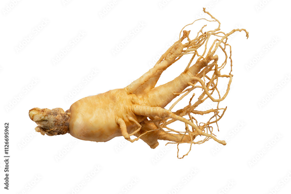 korean ginseng and ginseng root,Ginseng or Panax ginseng isolated on white background with clipping path korean ginseng and ginseng root,Ginseng or Panax ginseng isolated on white background with clipping path