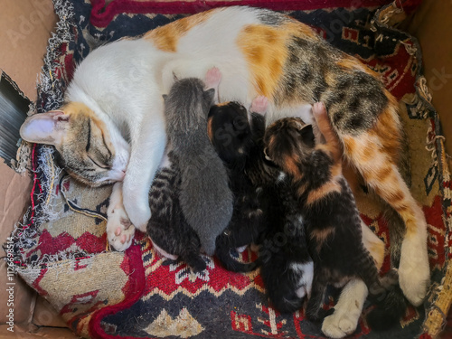 Obraz na płótnie Mother cat breastfeeding her kittens w salonie