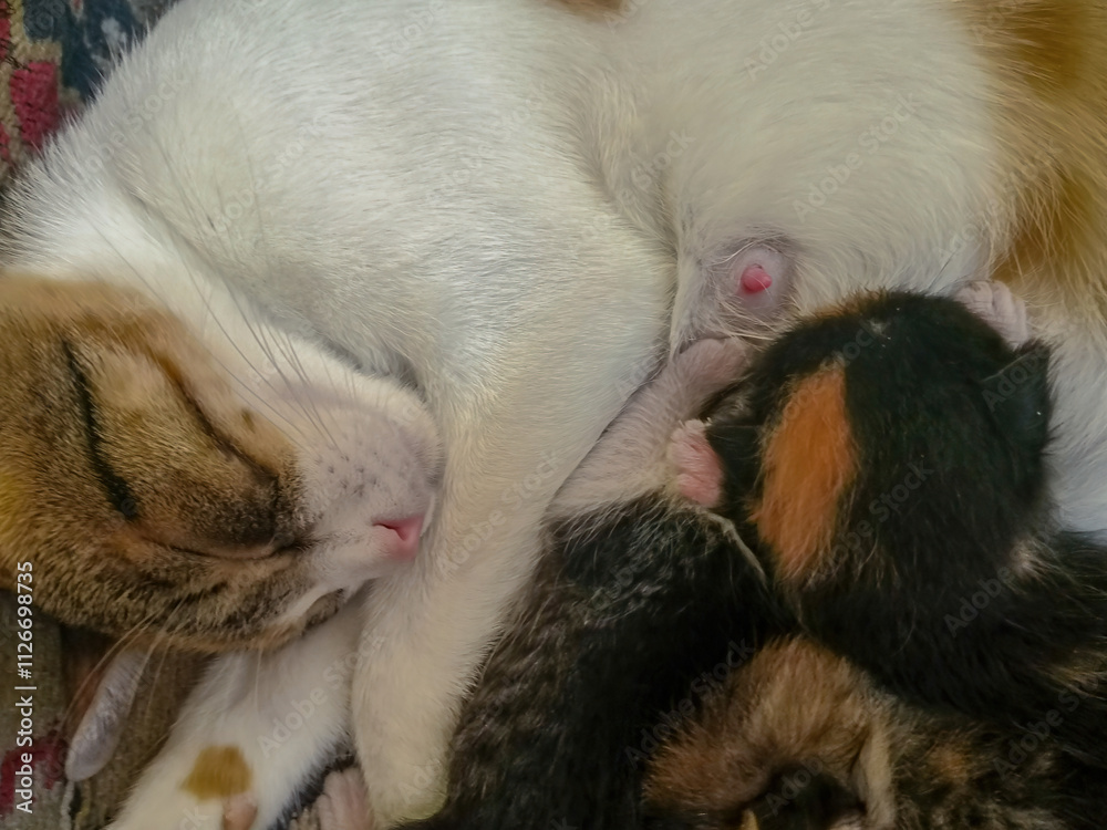Mother cat breastfeeding her kittens