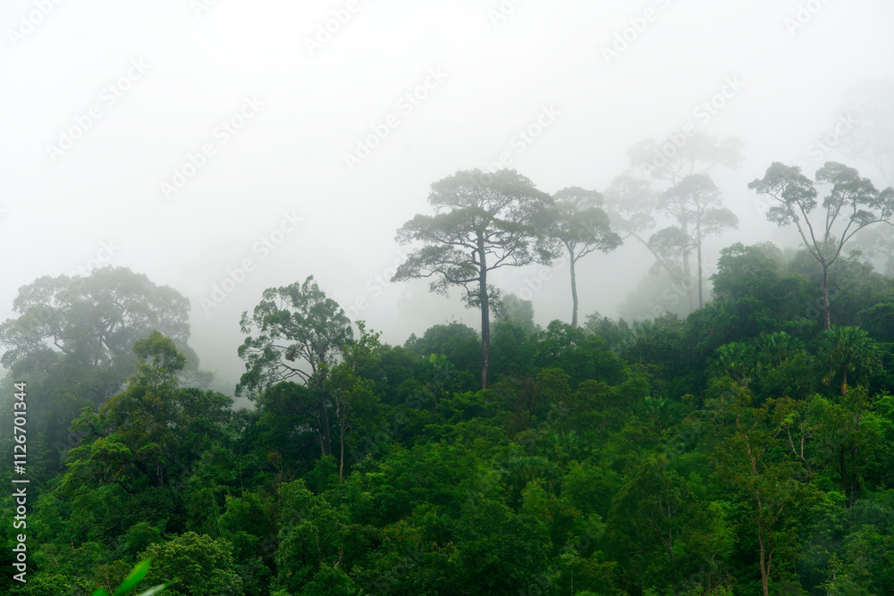 Fototapeta premium Misty Forest Landscape with Lush Green Trees and Foggy Atmosphere