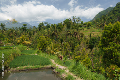Reisterrassen auf Bali