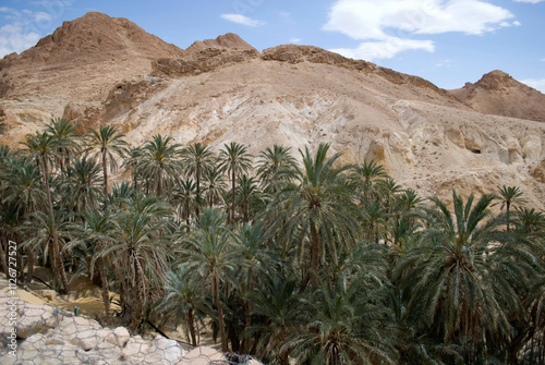  A lush oasis of vibrant green palm trees surrounded by arid desert hills and rugged sandstone formations under a bright blue sky. The contrasting scenery showcases the natural beauty and resilience o