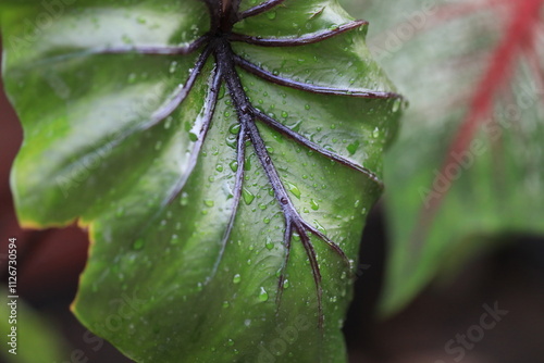 Rare and exotic tropical plant - Beautiful green tree The rainforest is home to the Pharaoh's Mask elephant ear (Colocasia Pharaoh's Mask), a tropical plant with large, glossy green leaves.