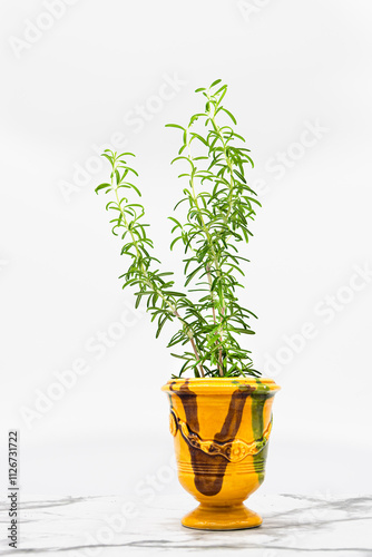 Rosemary - herbs of Provence in an Anduze vase, White background - copy space