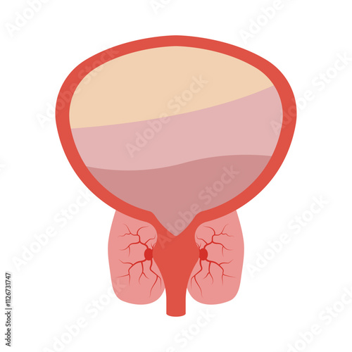 Prostatitis swelling and inflammation of prostate gland.Disease and pain in the human male body. Bladder anatomy concept.