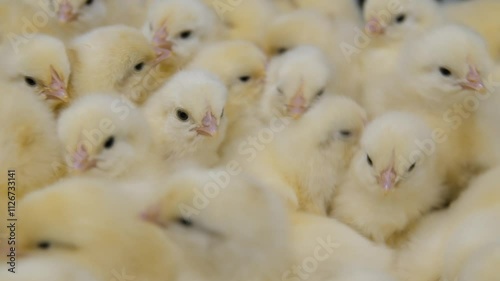The newly hatched yellow fluffy chicks struggle to fit into the cramped space. Cute as they move, the baby chicks jostle and squeeze through each other's fluffy bodies.