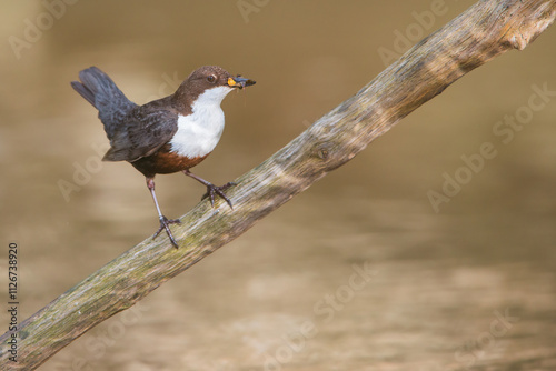 White Throated Dipper sat perched on Branch above stream with insects in mouth, nesting season